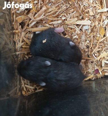 Dzsungáriai törpehörcsög hörcsög kölykök