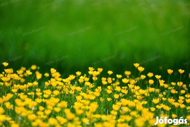 ELADÓ LAKÓHÁZ ÉPÍTÉSRE IS ALKALMAS KÜLTERÜLET!!