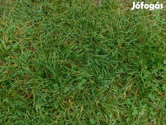 ELADÓ! ÉPÍTÉSI TELEK ÖREGLAKON!