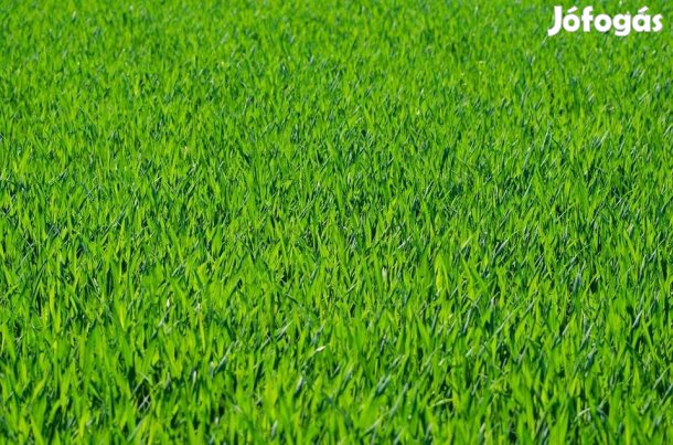 ÉPÍTÉSI TELEK CSENDES UTCÁBAN ELADÓ