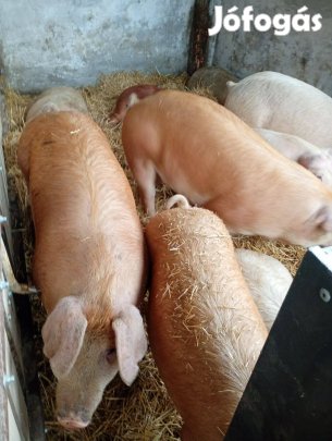 Ealdó hízók 100-130kg