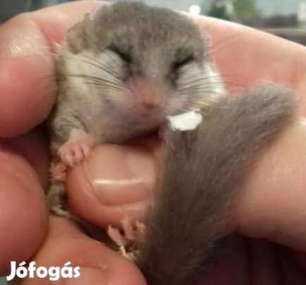 Ecsetfarkú pelék mikro mókusok 