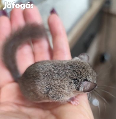 Ecsetfarkú pelék mikro mókusok 