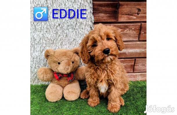 Eddie, a kis Cavapoo(uszkár+cavalier) új családját keresi!