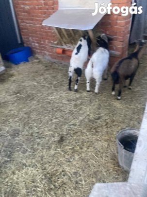 Édes kis törpe kecskék 
