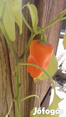 Édes paprika 50db (mocsári hibiszkusz,írisz,fólia,szeder, jalapeno)