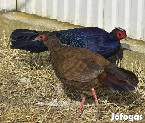 Edward fácán pár eladó