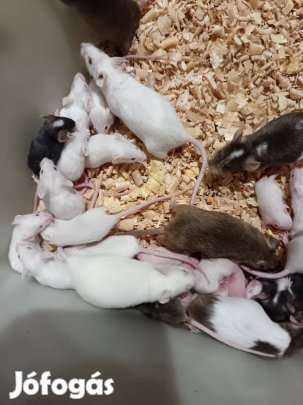 Egér több méretben