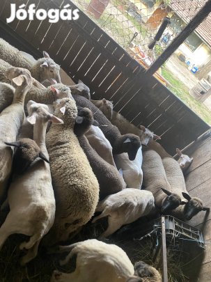 Egész évben barány  juh felvásárlás 