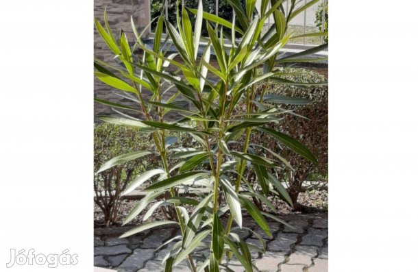 Egészséges, szép zöld színű leander eladó