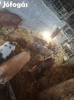 Egészséges erős malacok!!