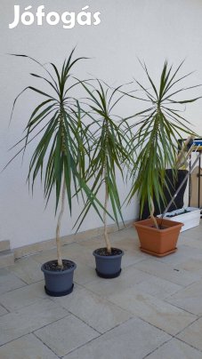 Egy ágú dranéna / sárkányfa