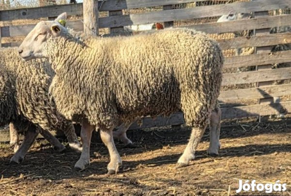 Egy éves Charollais kosok A minősítés