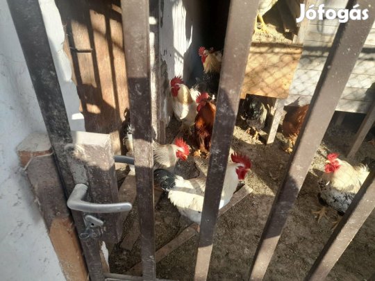Egy éves kakasok kb 4 kg .1500 Ft/kg