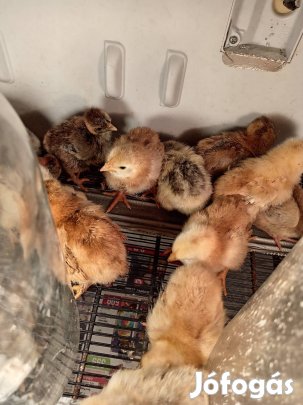 Egy hetes csirke költözne! 