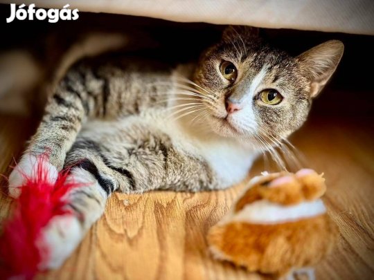 Egy igazi álomcica vár rád, hogy örökbefogadd ingyen