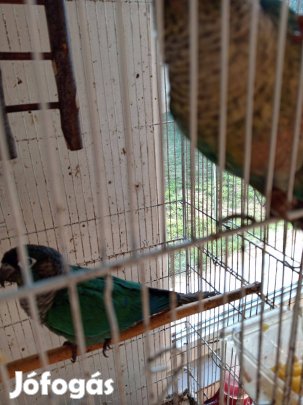 Egy pár Molina papagáj