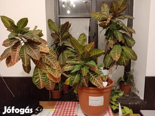 Egy virág amelynek jó a fogása