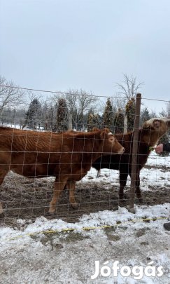 Egyéb húshasznú borjú