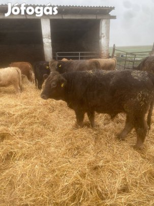 Egyéb húshasznú szarvasmarhák