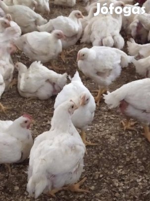 Egyedi háztáji jellegű kukoricás pucolt csirke eladó
