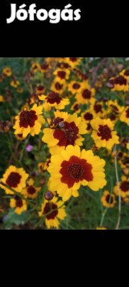 Egynyári menyecskeszem virágmag