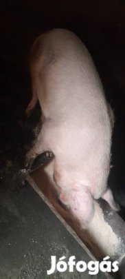Egyszer fialt koca eladó 
