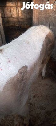 Egyszer fialt koca eladó!