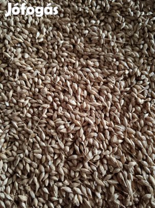 Egyszer termett Őszi árpa, tritikálé eladó, jó minőségű árpaszalma 