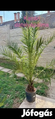 Egzotikus dísznövények Olaszországból