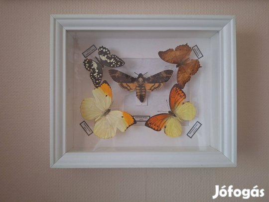 Egzotikus lepkék díszdobozban eladó!