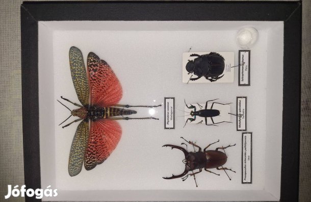 Egzotikus rovarok díszdobozban eladó!
