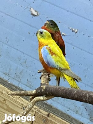 Ékes papagáj sárga opalin