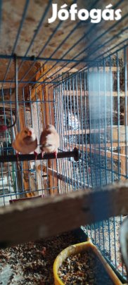 Ékfarkú amandina pár 