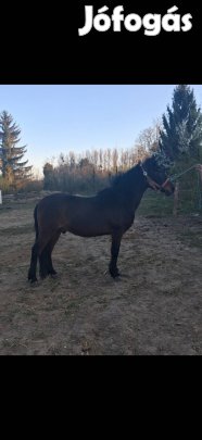 Eladásra kínálok egy 9 éves herélt