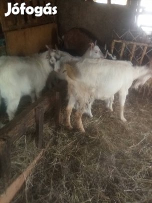 Eladásra kinálom decemberi kecske gidákat