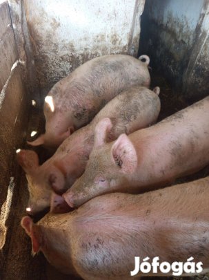 Eladó 100-120 kg-os hízók