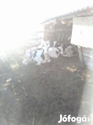 Eladó 10db6honapos szabados bika iregszemcse