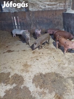 Eladó 10db 9 hetes malac Bugacon.