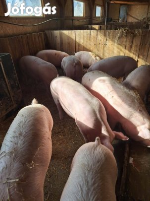 Eladó 10db saját nevelésű hízó