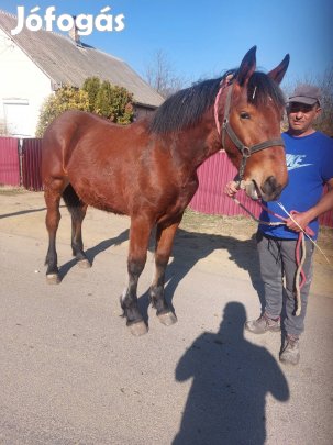 Eladó 10hónapos csikó