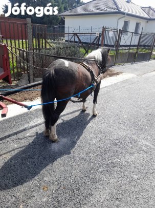 Eladó 110 cm 6 hónapos hasas póni. 