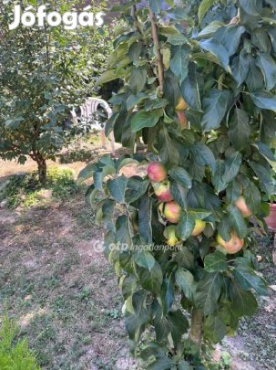 Eladó 117 nm-es ház Monyoród