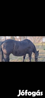 Eladó 11éves 9hónapos vemhes lanca 160-165cm.