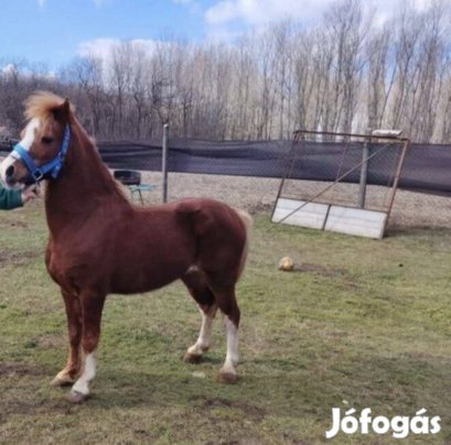 Eladó 120cm sárga póni!