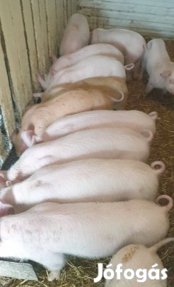Eladó 12db szép malac