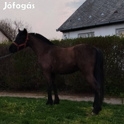 Eladó 135cm Póni 