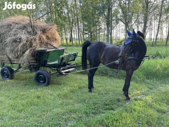 Eladó 13 éves kanca