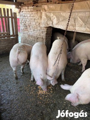 Eladó 140-170kg közötti hízók!