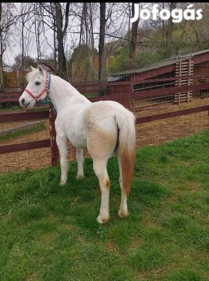 Elado 140cm kanca poni 